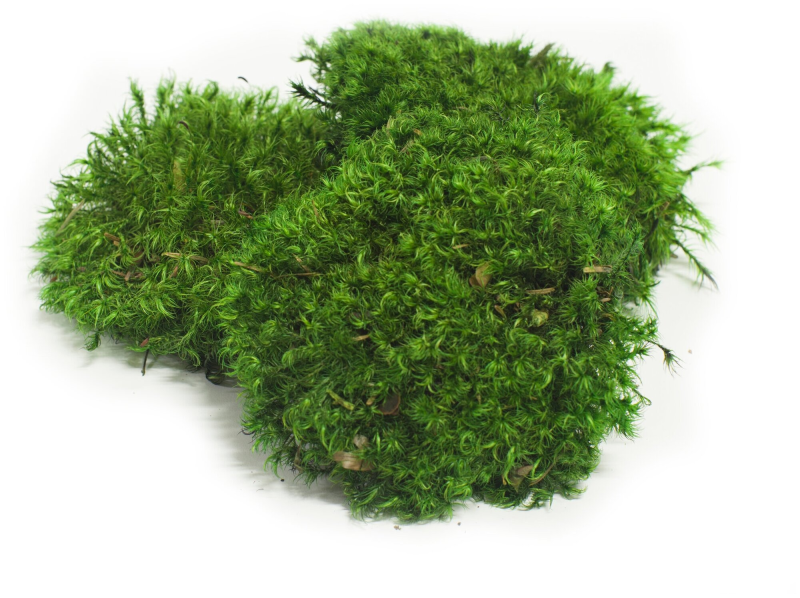 Лесной мох сфагнум