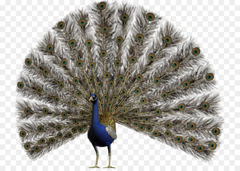 Павлин на белом фоне