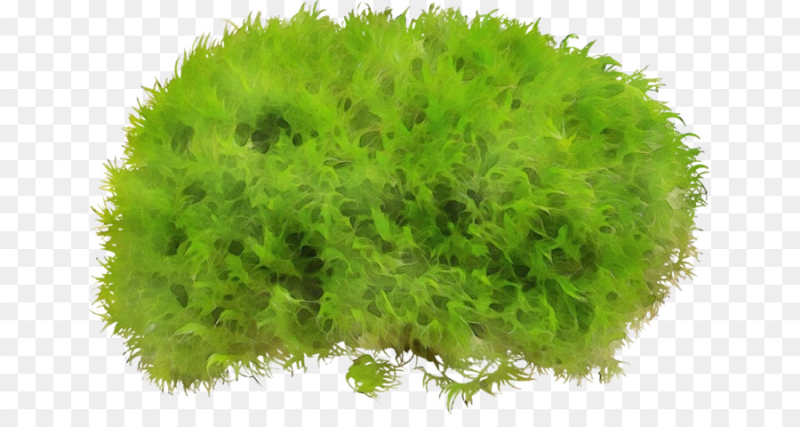 Кустарник на белом фоне