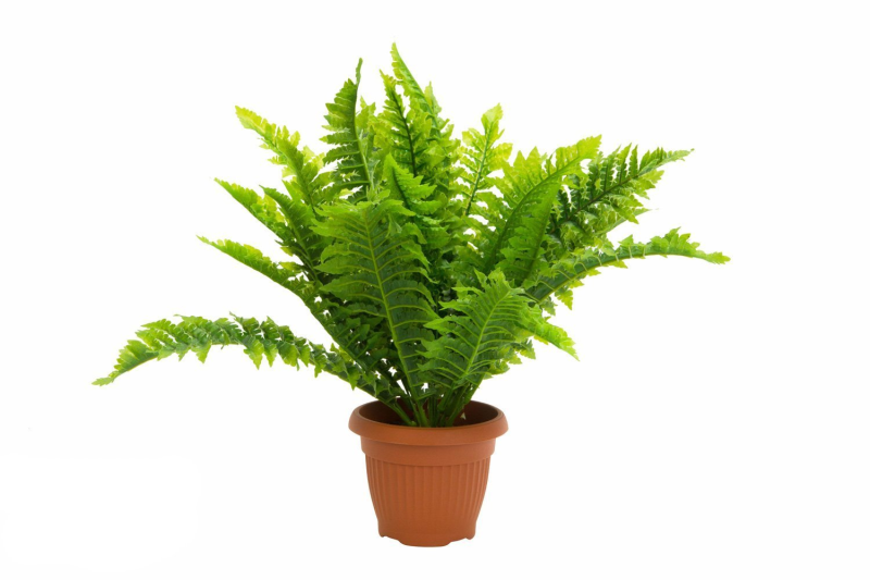 Папоротник нефролепис