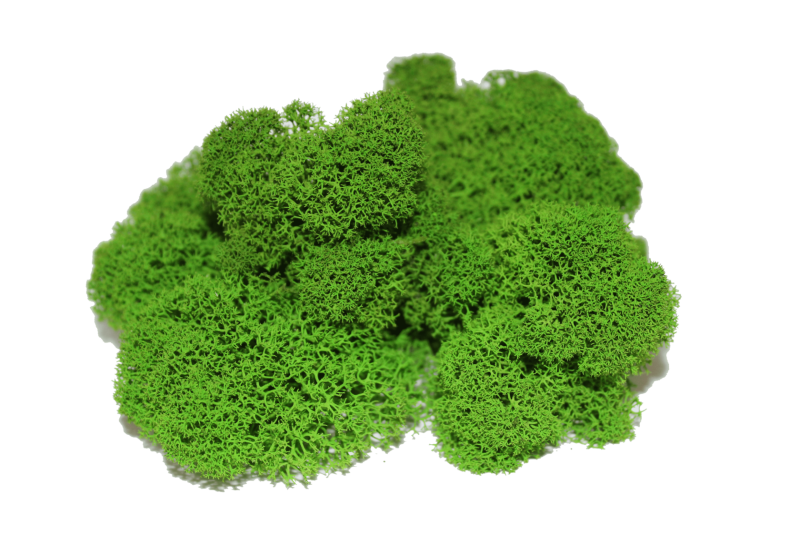 Мох ягель зеленый