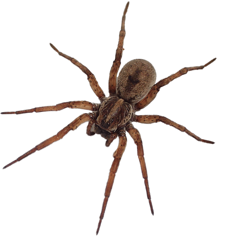 Паук стеатода паутина