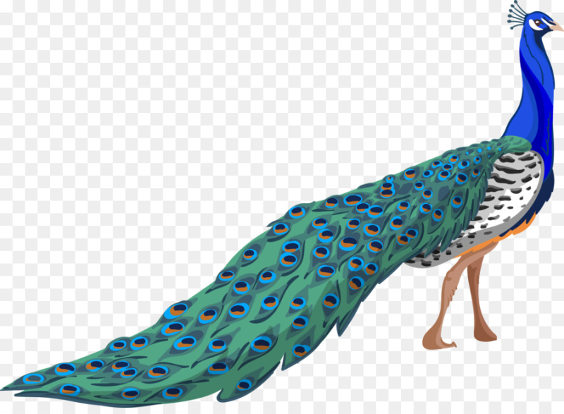 Павлин на прозрачном фоне