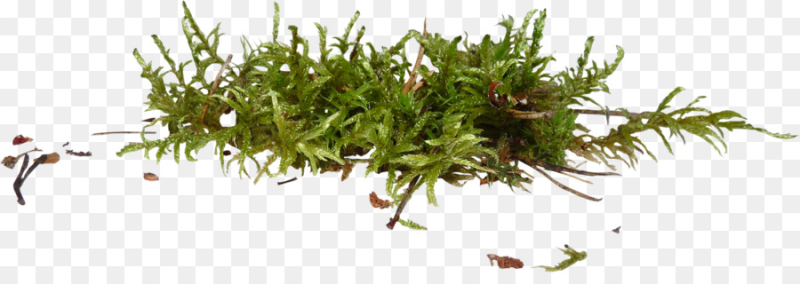 Мох на прозрачном фоне