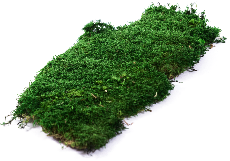 Мох платмос