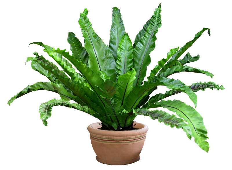 Асплениум пролонгатум