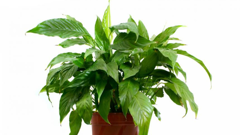 Аспидистра спатифиллум