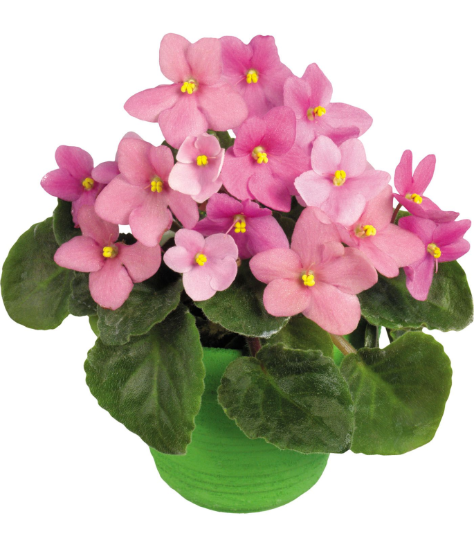 Узамбарская фиалка