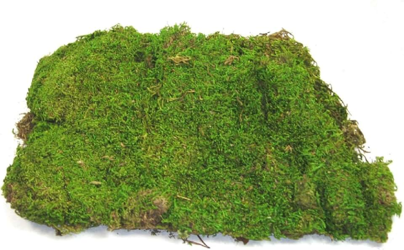 Мох на прозрачном фоне