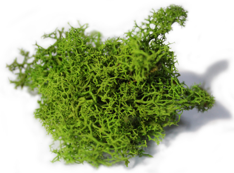 Бокоплодные мхи