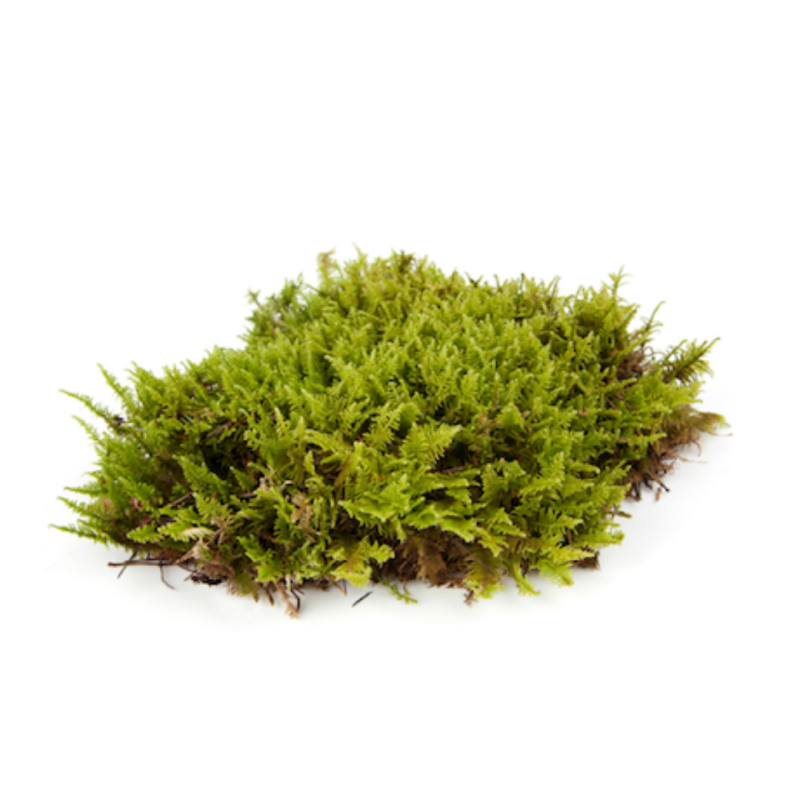 Мох на прозрачном фоне