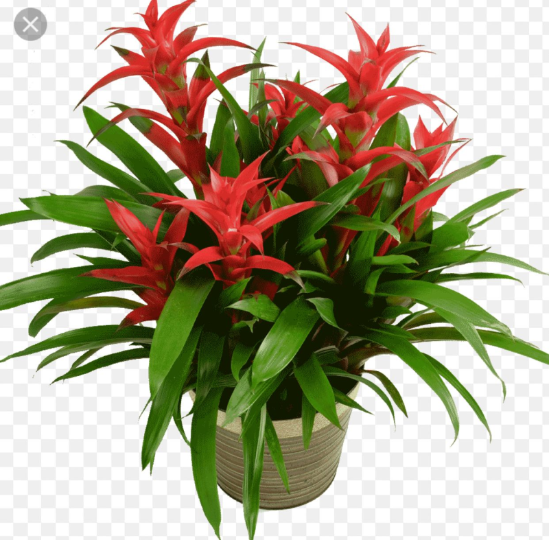 Цветок бромелия гузмания