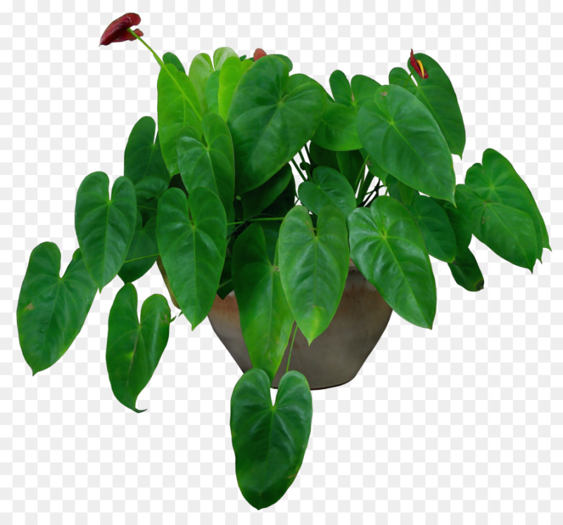 Цветы в горшках листья