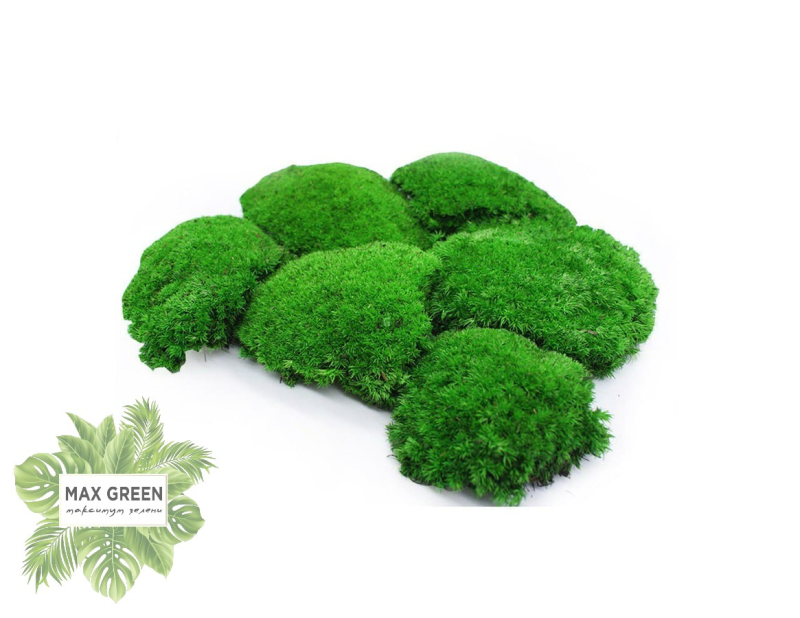 Мох на белом фоне