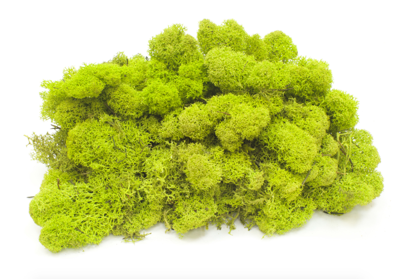 Белый мох ягель