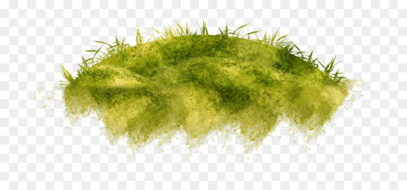 Трава на прозрачном фоне