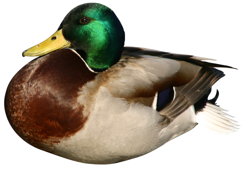 Утка на белом фоне