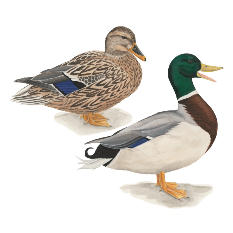 Утка кряква на белом фоне