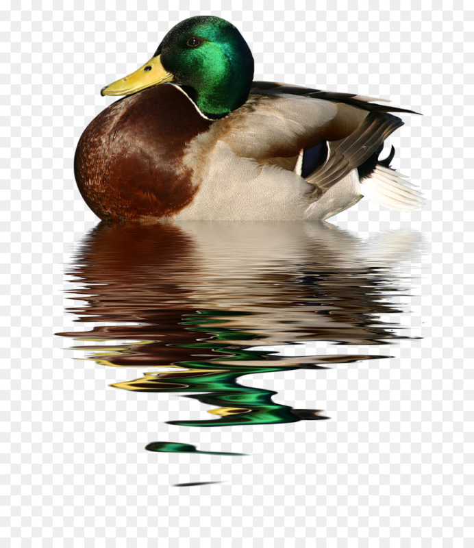 Кряква селезень