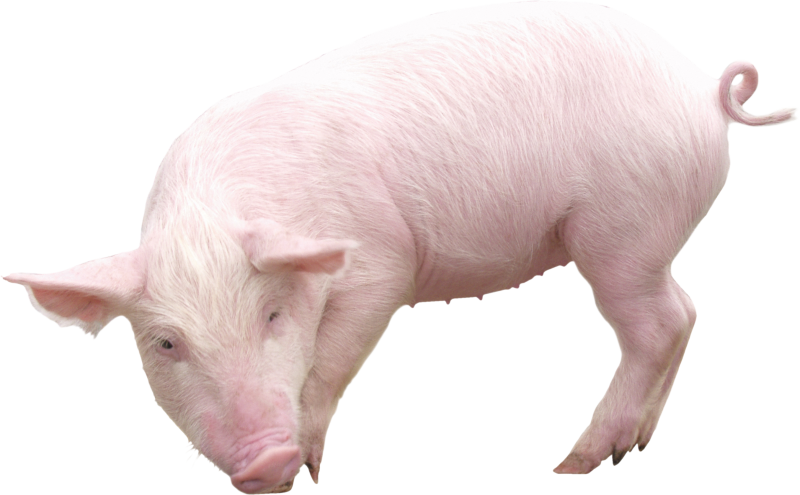 Свинья на белом фоне