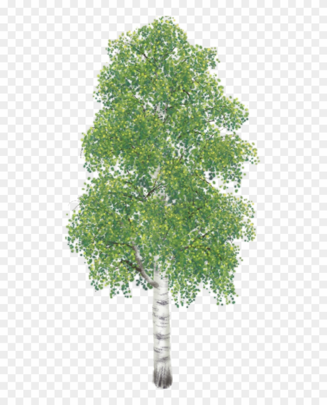 Береза на прозрачном фоне