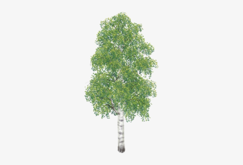 Береза для детей