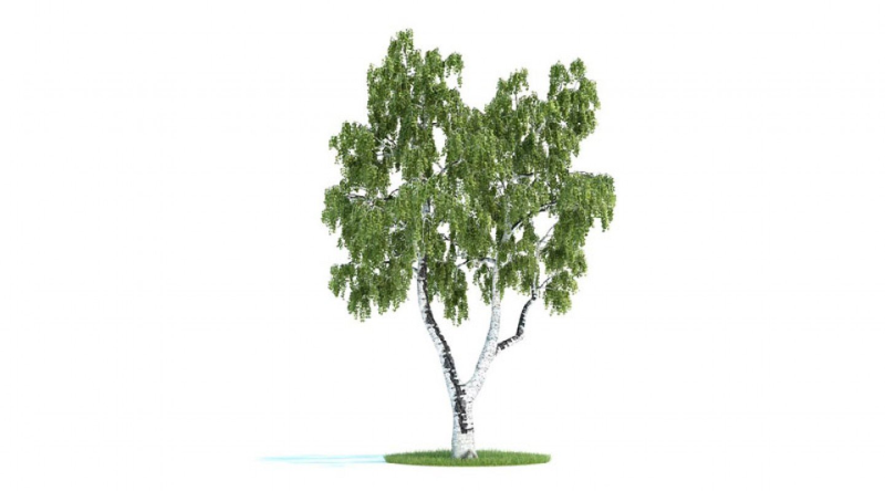 Береза на прозрачном фоне