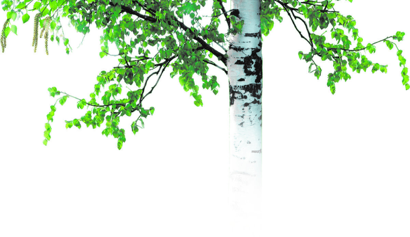 Береза на прозрачном фоне
