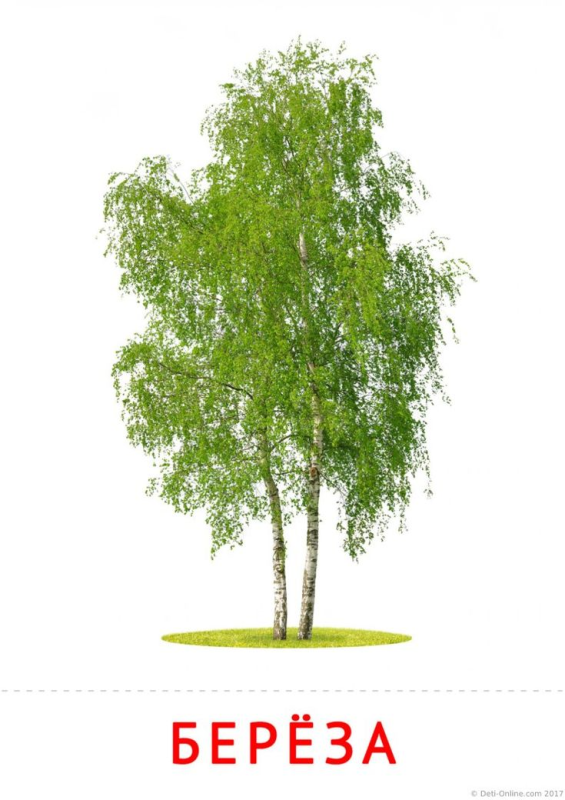 Береза на прозрачном фоне