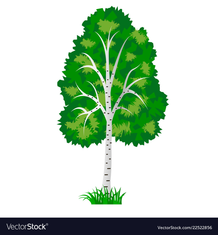 Береза для детей