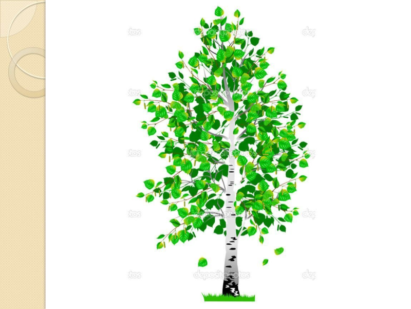 Береза на белом фоне