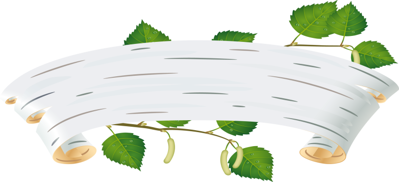 Береза на прозрачном фоне