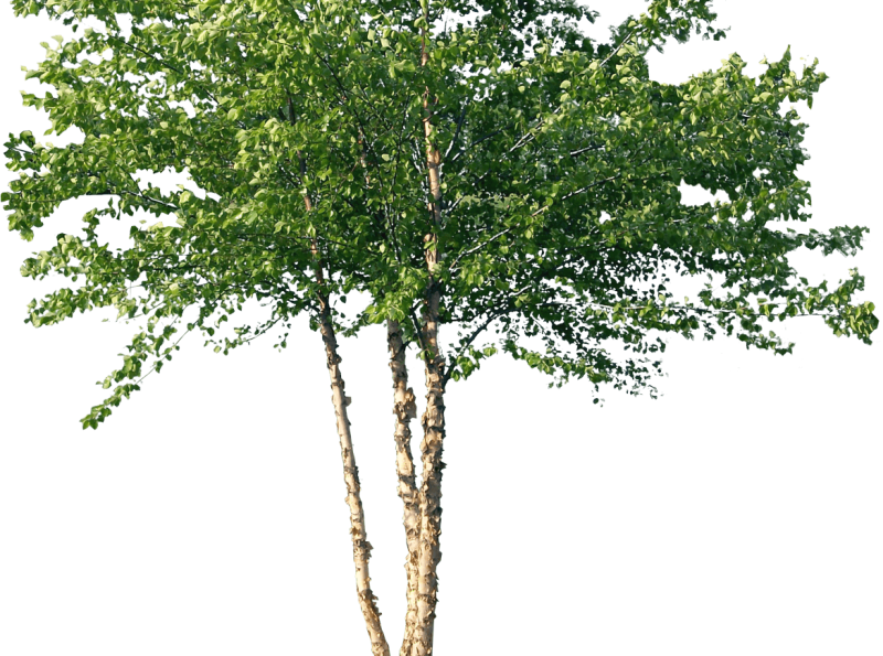 Антураж береза повислая