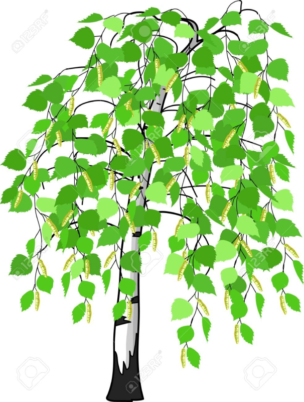 Березы мультяшные