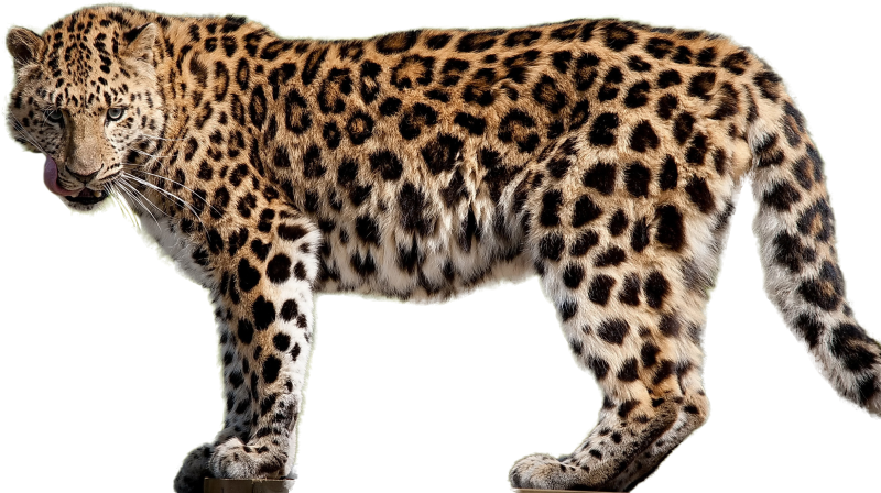 Переднеазиатский леопард в полный рост