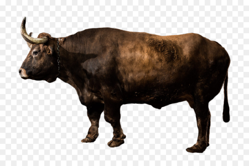 Бык на белом фоне