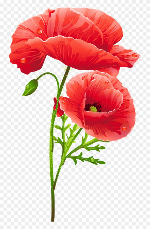 Мак на белом фоне