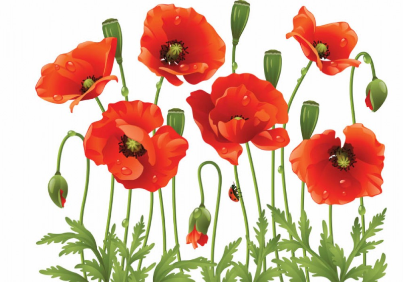 Мак на прозрачном фоне