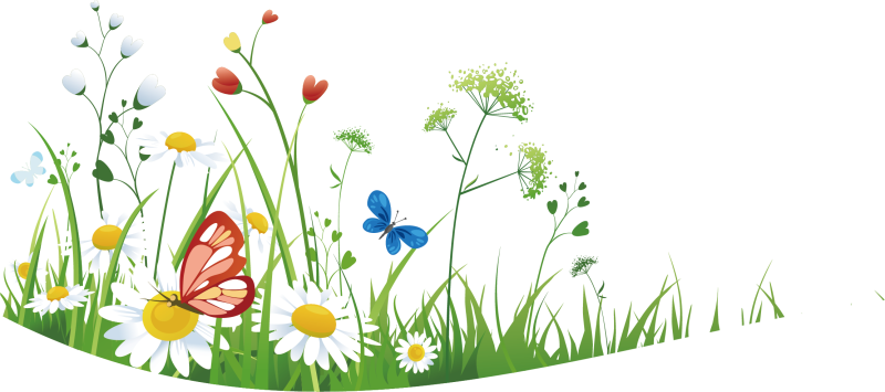 Летние цветы на прозрачном фоне