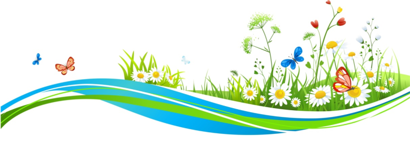 Летние цветы на белом фоне