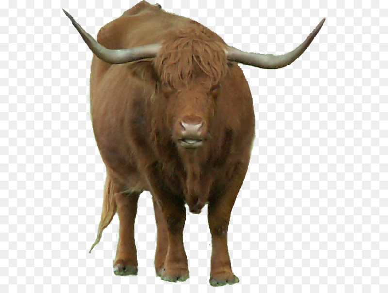 Вол для детей на прозрачном фоне