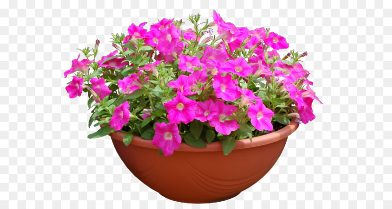 Петуния Камелионе кашпо