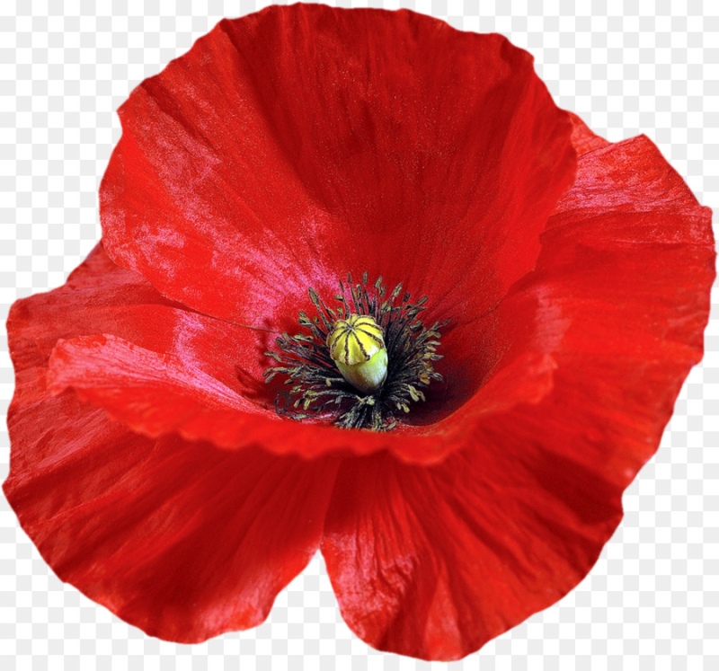 Мак без фона