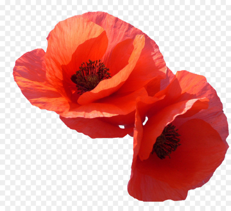 Цветы на прозрачном фоне