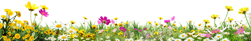 Травка с цветочками