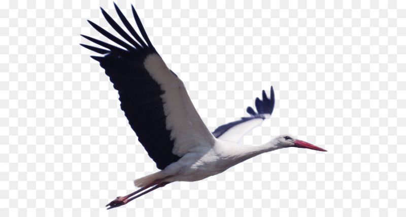 Аист на прозрачном фоне