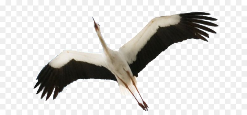 Аист на прозрачном фоне