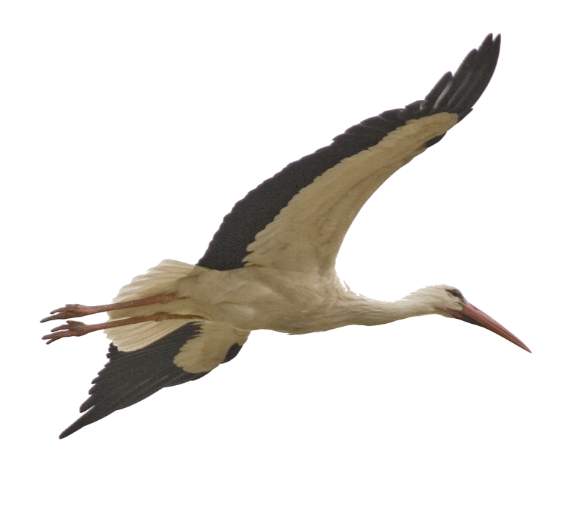 Аист на прозрачном фоне