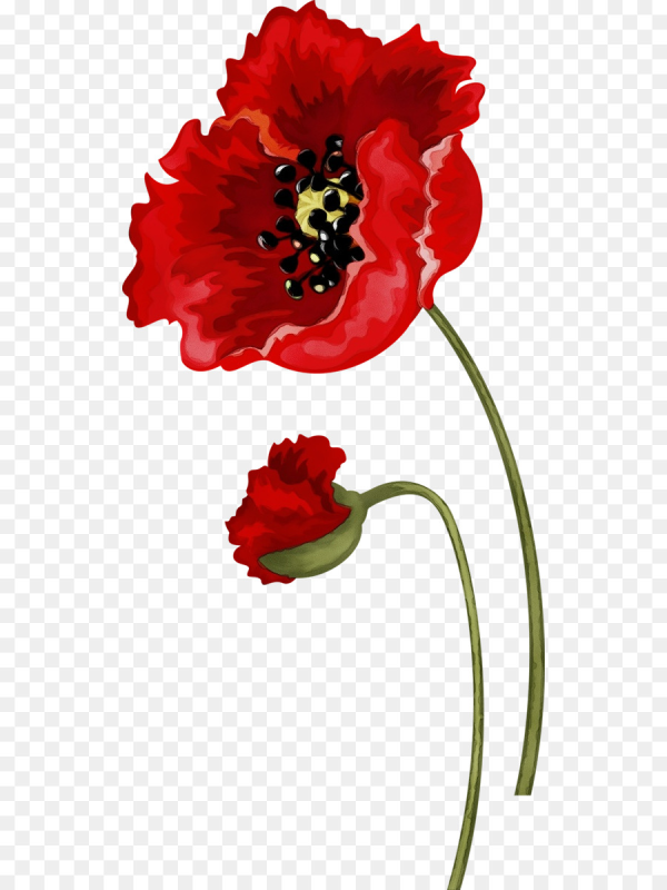 Цветок Мак Поппи