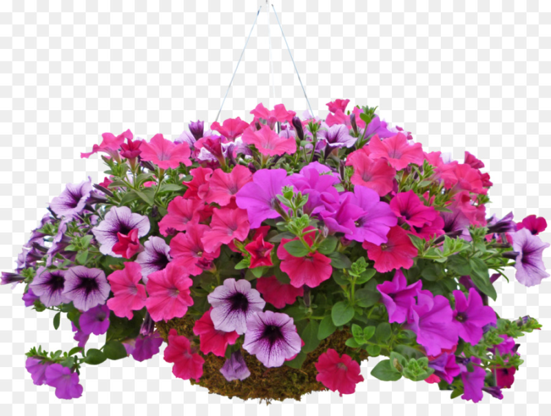 Петуния Cascadias Purple Ice